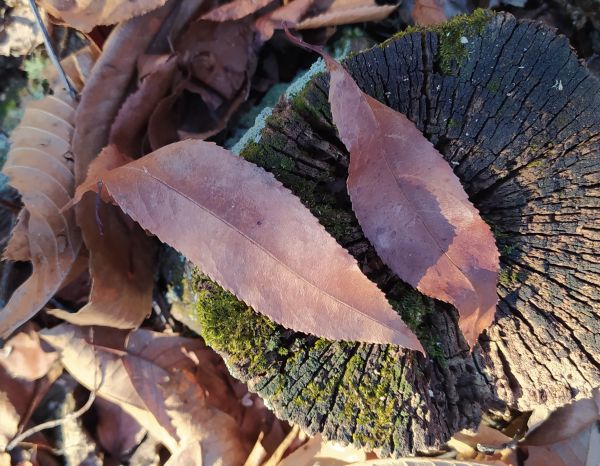 aiuto id. albero:  Prunus sp. da confermare