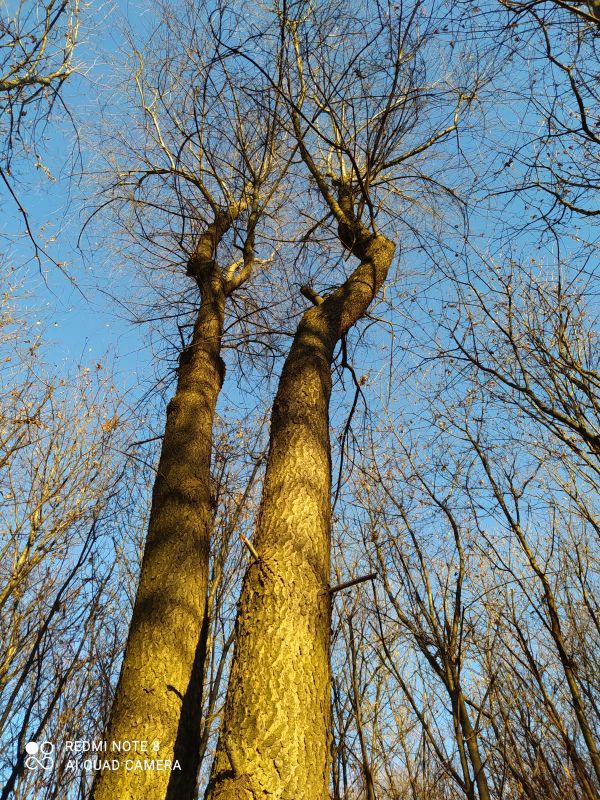 aiuto id. albero:  Prunus sp. da confermare