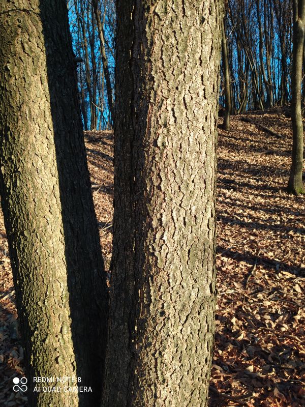 aiuto id. albero:  Prunus sp. da confermare