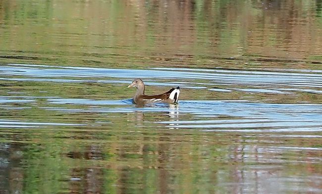 Gallinella d''acqua ?
