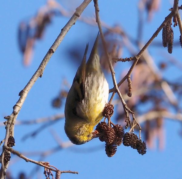 Lucherino acrobata