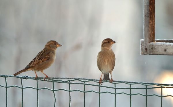 Qualche passera (O passero?)