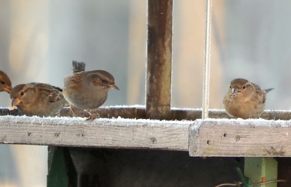 Qualche passera (O passero?)