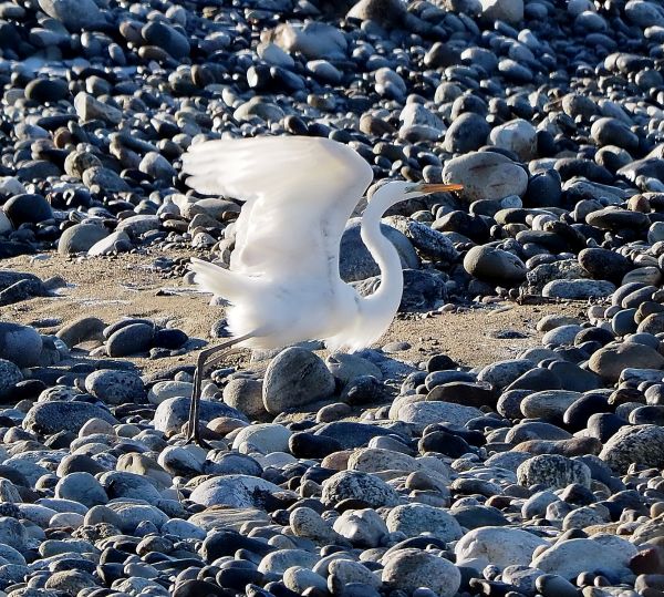 Airone bianco ? Due aironi bianchi ed una garzetta