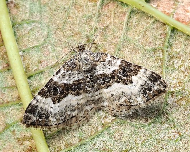 Epirrhoe rivata?