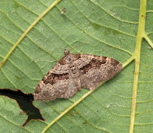 Epirrhoe rivata?