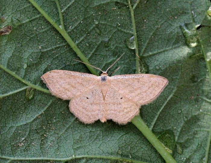 Idaea ochrata?  No, Scopula virgulata