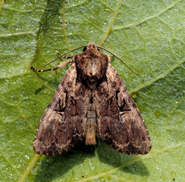 Apamea epomidion ? - S