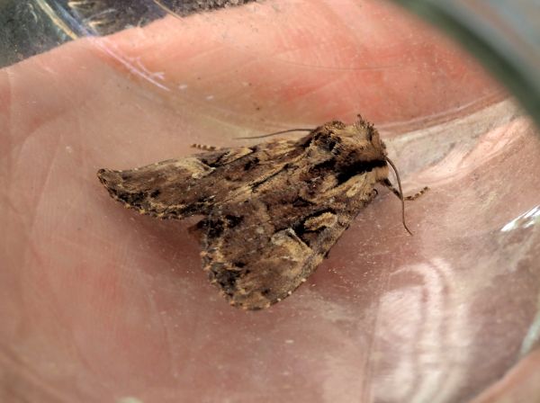 Apamea epomidion ? - S