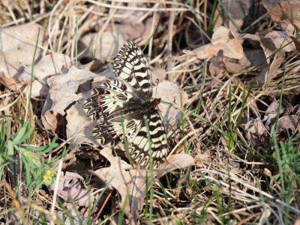 Zerynthia polyxena