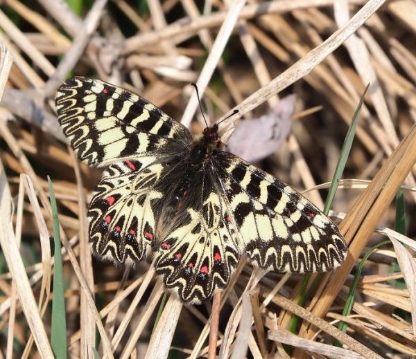 Zerynthia polyxena