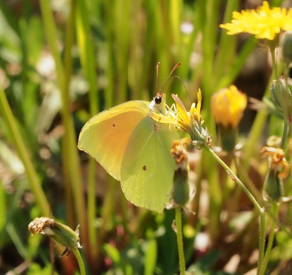 Gonepteryx cleopatra