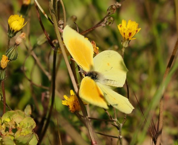 Gonepteryx cleopatra