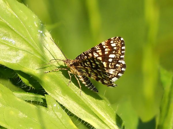 Chiasmia clathrata