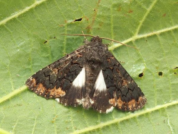 Catephia alchymista