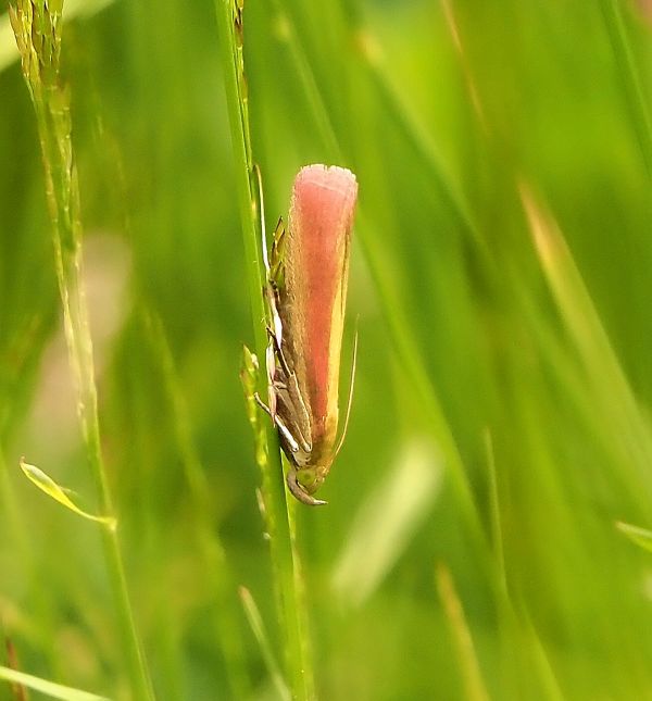 Pyralidae: Oncocera semirubella? S