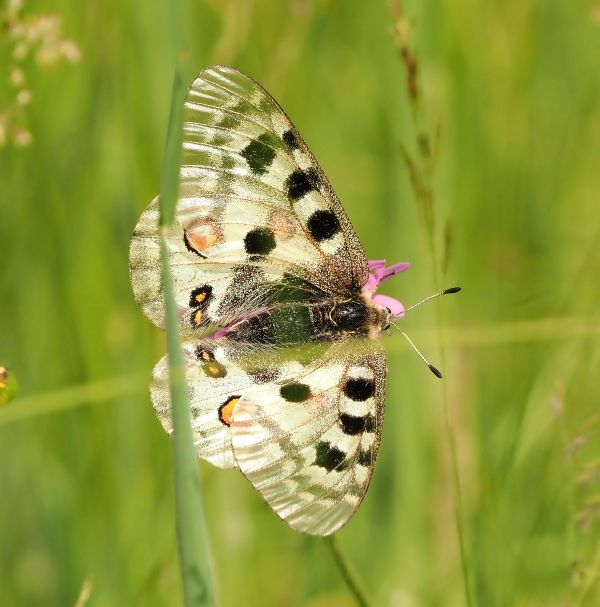 Parnassius apollo