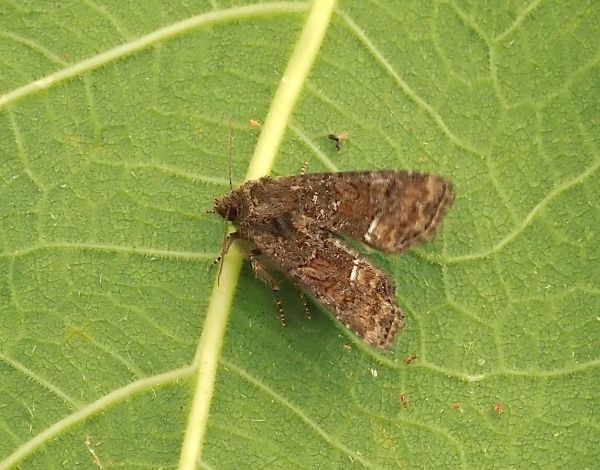 Oligia latruncula (?)