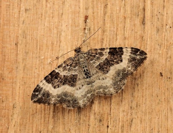 Epirrhoe rivata ?