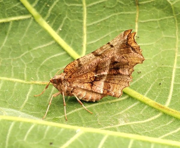 Selenia lunularia ?