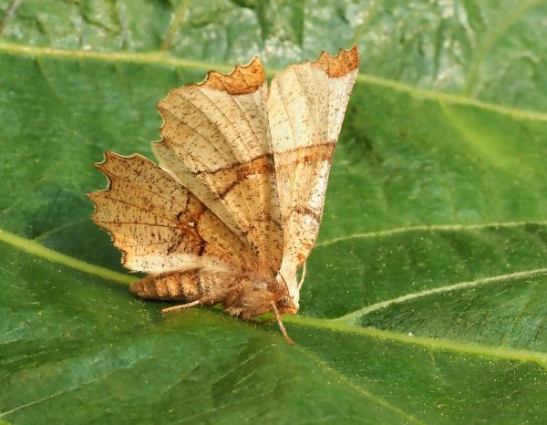 Selenia lunularia ?