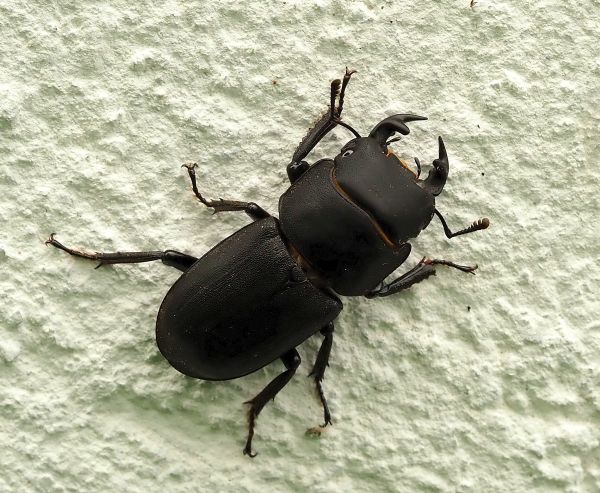 un cuginetto di Cervo volante?  Dorcus parallelipipedus, maschio