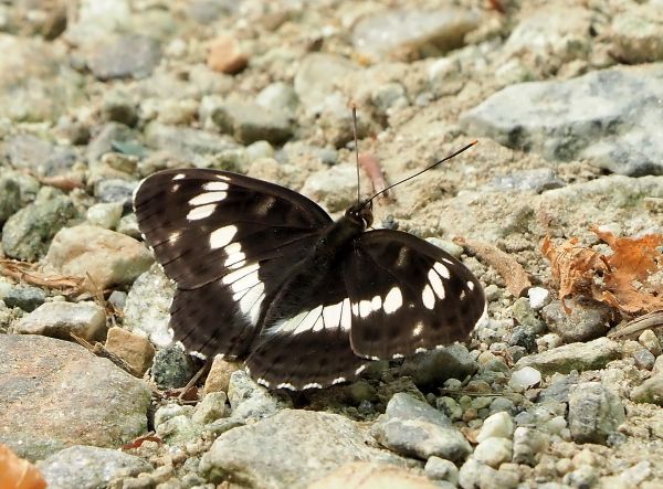 Limenitis camilla