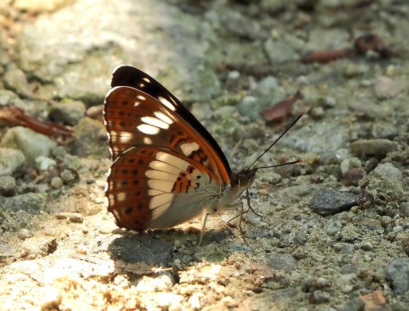 Limenitis camilla