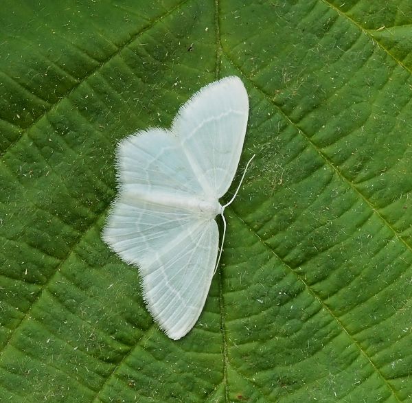 Geometridae: Jodis lactearia? S