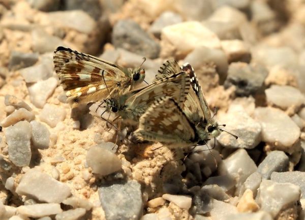 Hesperidae: Pyrgus malvoides, serratulae, carthami...