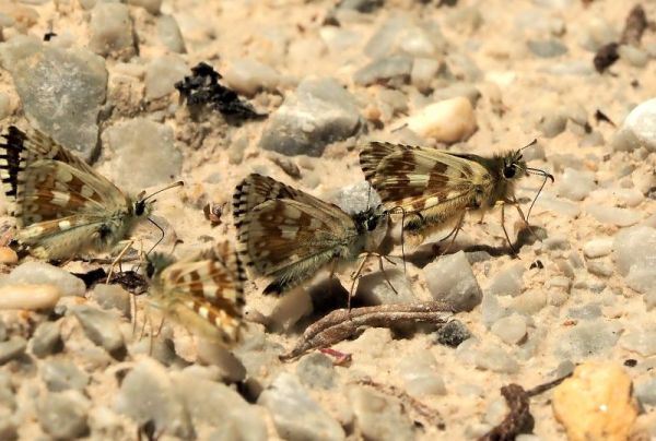 Hesperidae: Pyrgus malvoides, serratulae, carthami...