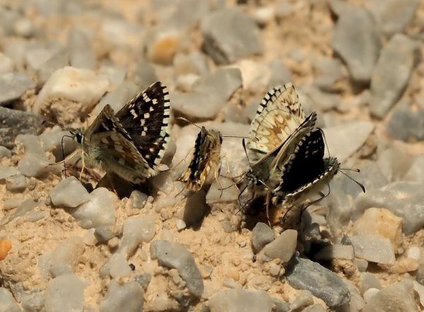 Hesperidae: Pyrgus malvoides, serratulae, carthami...