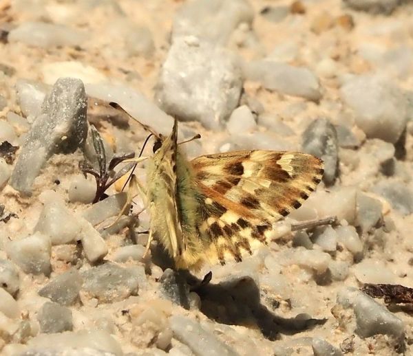 Carcharodus lavathereae?  S