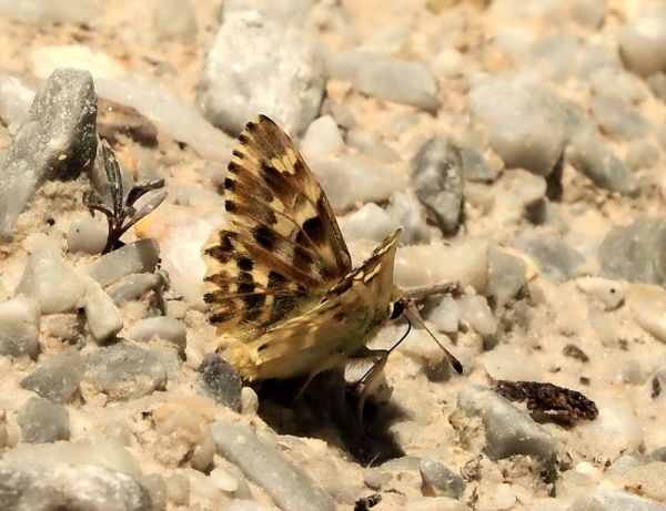 Carcharodus lavathereae?  S