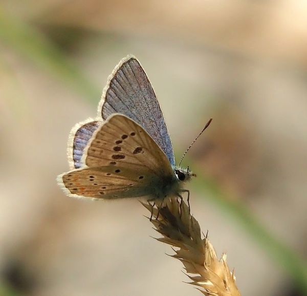 Lycaenidae: Polyommatus dorylas