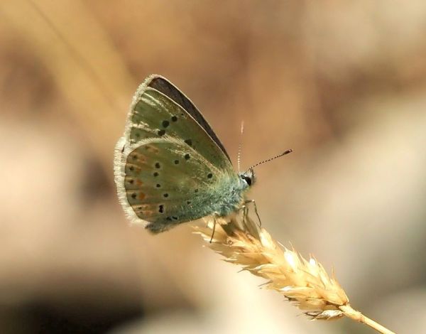 Lycaenidae: Polyommatus dorylas