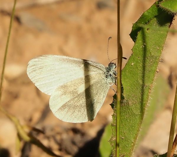 Leptidea sinapis