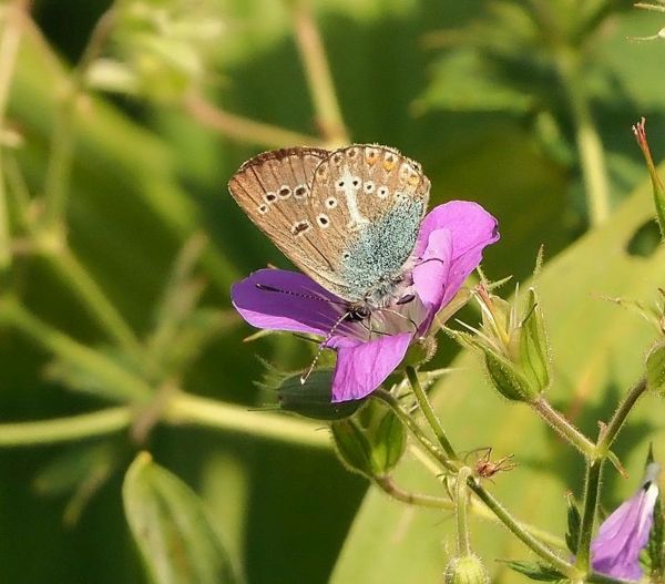 Plebejus eumedon?  S,...ma ora Eumedonia (Plebejus) eumedon