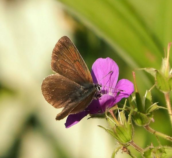 Plebejus eumedon?  S,...ma ora Eumedonia (Plebejus) eumedon