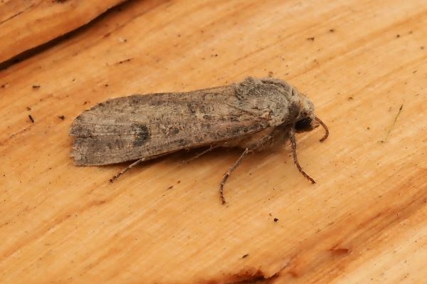 Agrotis?  No, Peridroma saucia da confermare