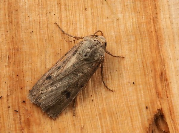 Agrotis?  No, Peridroma saucia da confermare