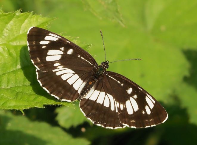 Neptis rivularis