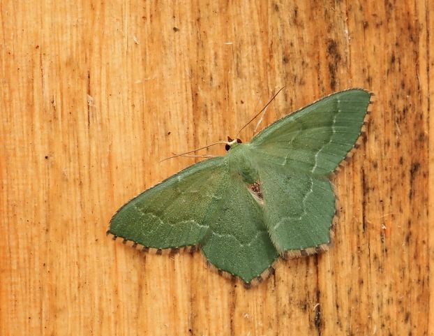 Hemithea aestivaria ?  S
