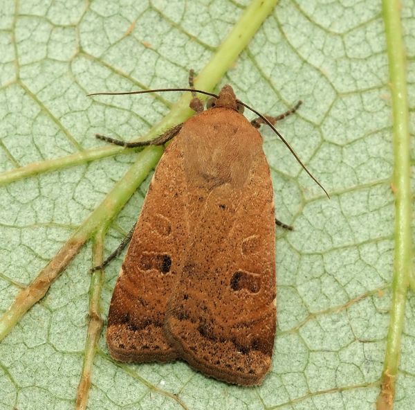 Noctua interposita? S