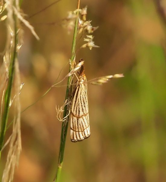 Crambidae:  Chrysocrambus craterellus?  No, Chrysocrambus cassentiniellus