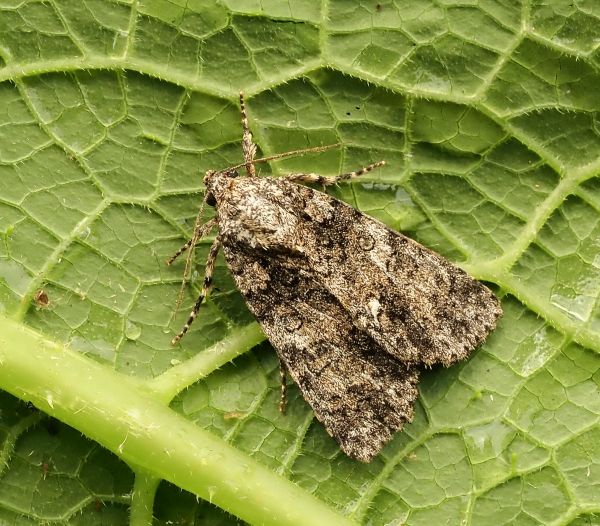 Noctuidae: Acronicta megacephala ?... Acronicta (Viminia) rumicis