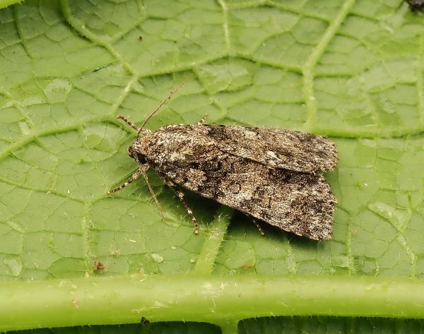Noctuidae: Acronicta megacephala ?... Acronicta (Viminia) rumicis