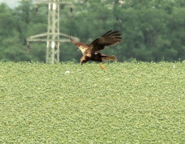 Quale rapace? Falco di Palude
