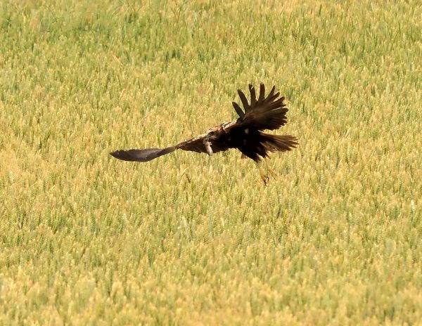Quale rapace? Falco di Palude
