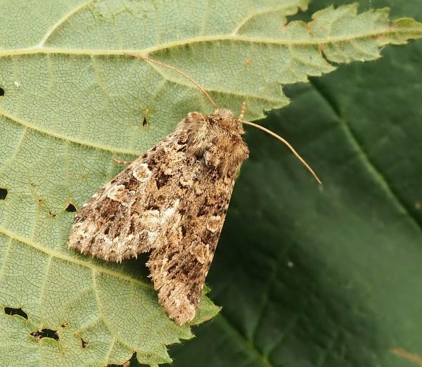 Aiuto id. Hadena: Hadena perplexa